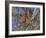 Cardinal resting on branch-Michael Scheufler-Framed Photographic Print