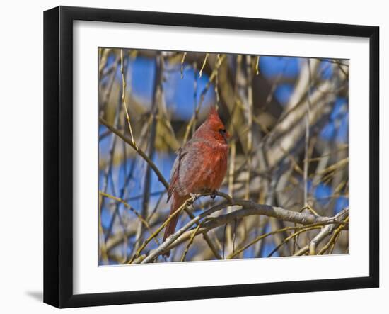 Cardinal resting on branch-Michael Scheufler-Framed Photographic Print