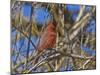 Cardinal resting on branch-Michael Scheufler-Mounted Photographic Print