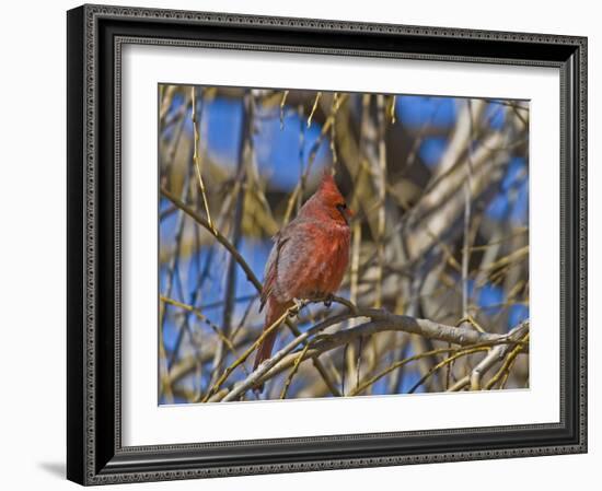 Cardinal resting on branch-Michael Scheufler-Framed Photographic Print
