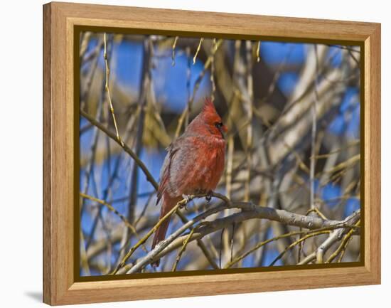 Cardinal resting on branch-Michael Scheufler-Framed Premier Image Canvas