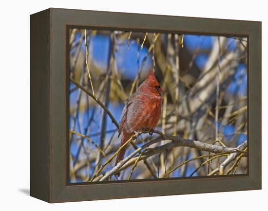 Cardinal resting on branch-Michael Scheufler-Framed Premier Image Canvas