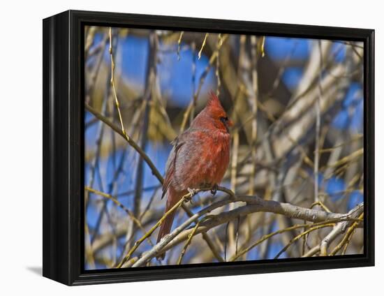 Cardinal resting on branch-Michael Scheufler-Framed Premier Image Canvas