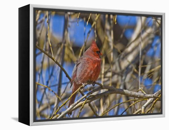 Cardinal resting on branch-Michael Scheufler-Framed Premier Image Canvas