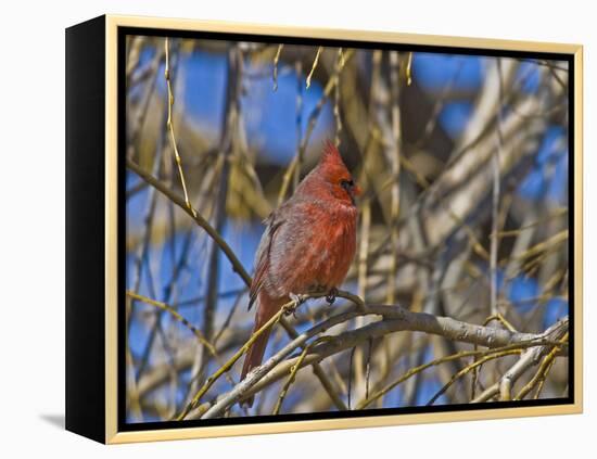 Cardinal resting on branch-Michael Scheufler-Framed Premier Image Canvas