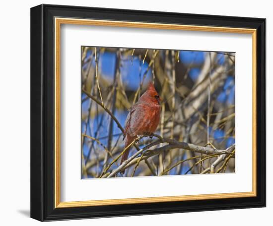 Cardinal resting on branch-Michael Scheufler-Framed Photographic Print