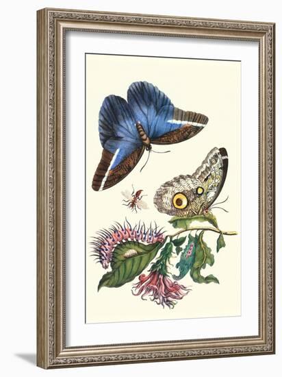 Cardinal's Guard Butterfly with Idomeneus Giant Owl Butterfly-Maria Sibylla Merian-Framed Art Print