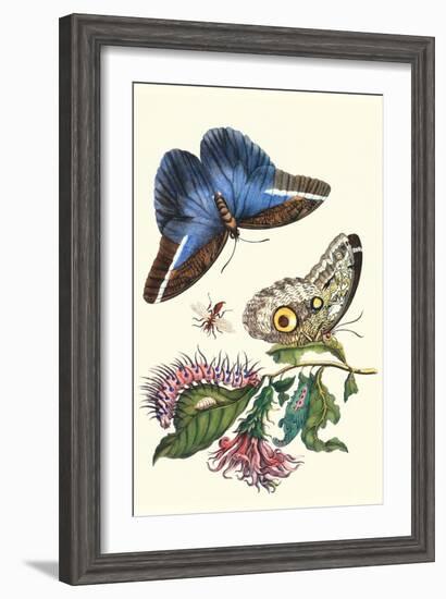 Cardinal's Guard Butterfly with Idomeneus Giant Owl Butterfly-Maria Sibylla Merian-Framed Art Print