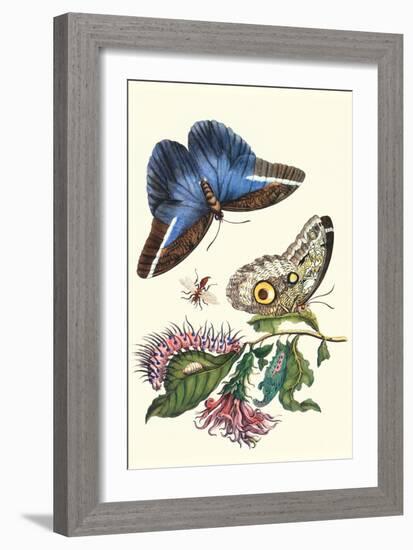 Cardinal's Guard Butterfly with Idomeneus Giant Owl Butterfly-Maria Sibylla Merian-Framed Art Print