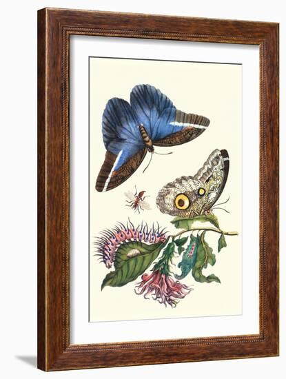 Cardinal's Guard Butterfly with Idomeneus Giant Owl Butterfly-Maria Sibylla Merian-Framed Art Print