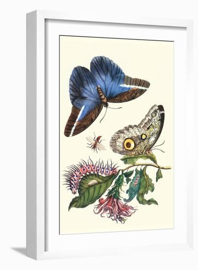 Cardinal's Guard Butterfly with Idomeneus Giant Owl Butterfly-Maria Sibylla Merian-Framed Art Print