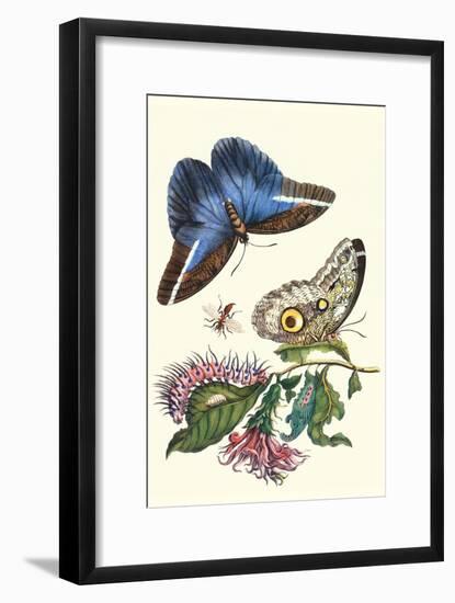 Cardinal's Guard Butterfly with Idomeneus Giant Owl Butterfly-Maria Sibylla Merian-Framed Art Print