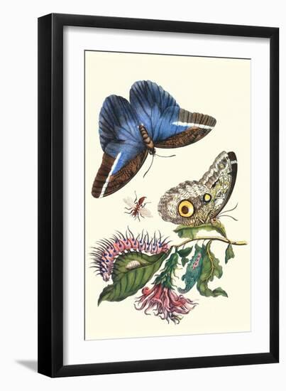 Cardinal's Guard Butterfly with Idomeneus Giant Owl Butterfly-Maria Sibylla Merian-Framed Premium Giclee Print