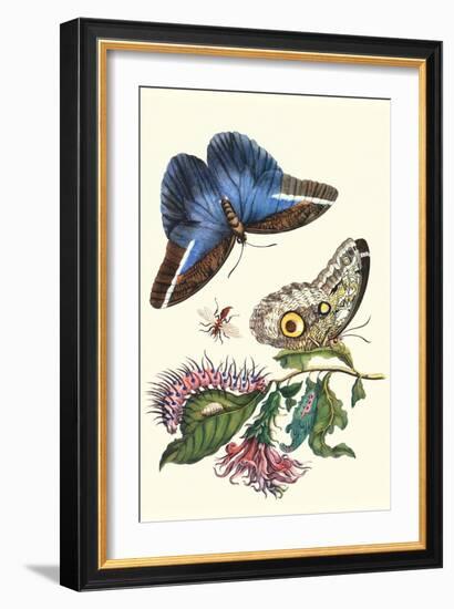 Cardinal's Guard Butterfly with Idomeneus Giant Owl Butterfly-Maria Sibylla Merian-Framed Premium Giclee Print