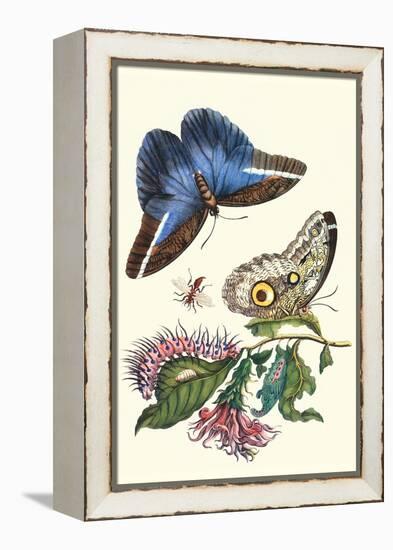 Cardinal's Guard Butterfly with Idomeneus Giant Owl Butterfly-Maria Sibylla Merian-Framed Stretched Canvas