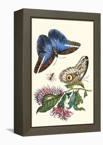 Cardinal's Guard Butterfly with Idomeneus Giant Owl Butterfly-Maria Sibylla Merian-Framed Stretched Canvas