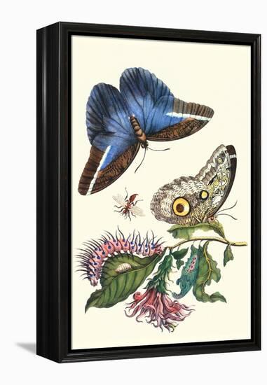 Cardinal's Guard Butterfly with Idomeneus Giant Owl Butterfly-Maria Sibylla Merian-Framed Stretched Canvas