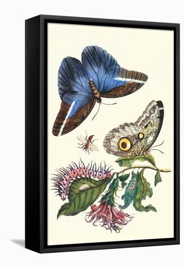 Cardinal's Guard Butterfly with Idomeneus Giant Owl Butterfly-Maria Sibylla Merian-Framed Stretched Canvas