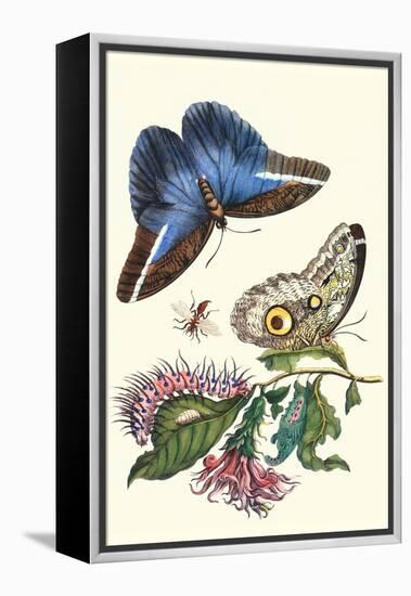 Cardinal's Guard Butterfly with Idomeneus Giant Owl Butterfly-Maria Sibylla Merian-Framed Stretched Canvas