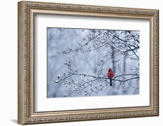CARDINAL SITTING IN APPLE TREE SPRING WITH SNOW ON LIMBS AND BUDS-Panoramic Images-Framed Photographic Print