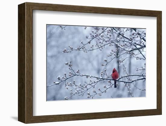 CARDINAL SITTING IN APPLE TREE SPRING WITH SNOW ON LIMBS AND BUDS-Panoramic Images-Framed Photographic Print