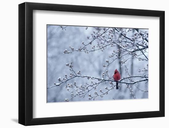 CARDINAL SITTING IN APPLE TREE SPRING WITH SNOW ON LIMBS AND BUDS-Panoramic Images-Framed Photographic Print