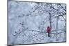 CARDINAL SITTING IN APPLE TREE SPRING WITH SNOW ON LIMBS AND BUDS-Panoramic Images-Mounted Photographic Print