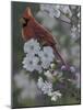 Cardinal Spring Blossoms-Jeffrey Hoff-Mounted Photographic Print