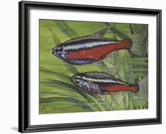 Cardinal Tetra (Paracheirodon Axelrodi), Characidae, Drawing-null-Framed Giclee Print