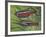 Cardinal Tetra (Paracheirodon Axelrodi), Characidae, Drawing-null-Framed Giclee Print