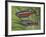 Cardinal Tetra (Paracheirodon Axelrodi), Characidae, Drawing-null-Framed Giclee Print