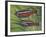 Cardinal Tetra (Paracheirodon Axelrodi), Characidae, Drawing-null-Framed Giclee Print