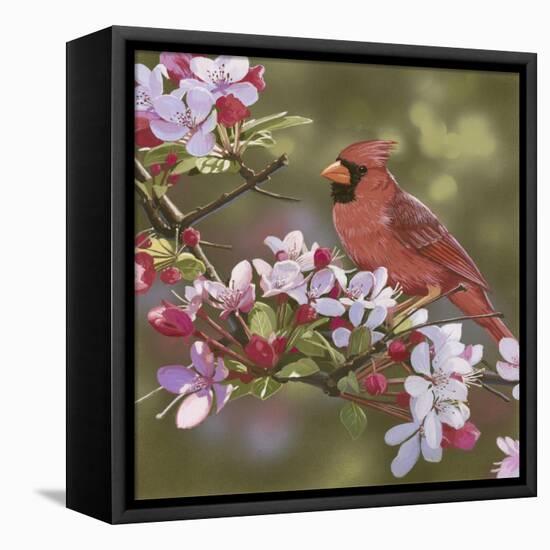 Cardinal with Apple Blossoms-William Vanderdasson-Framed Premier Image Canvas