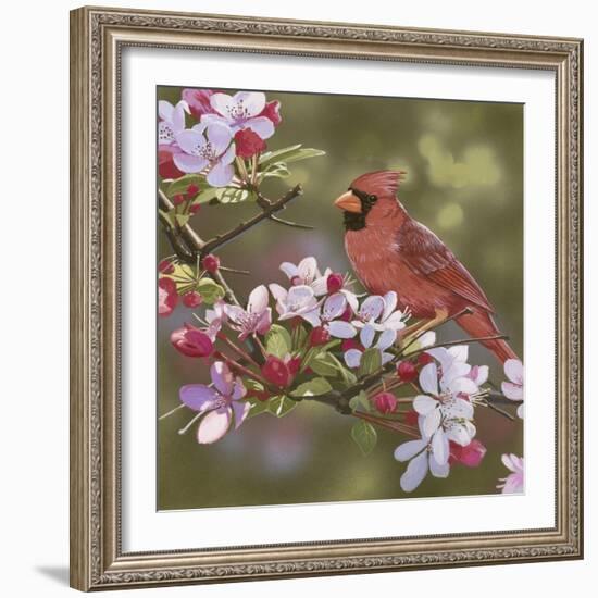 Cardinal with Apple Blossoms-William Vanderdasson-Framed Giclee Print