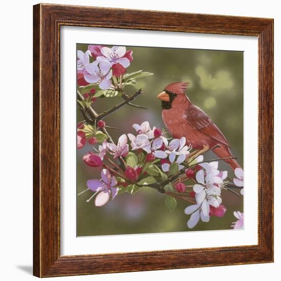 Cardinal with Apple Blossoms-William Vanderdasson-Framed Giclee Print