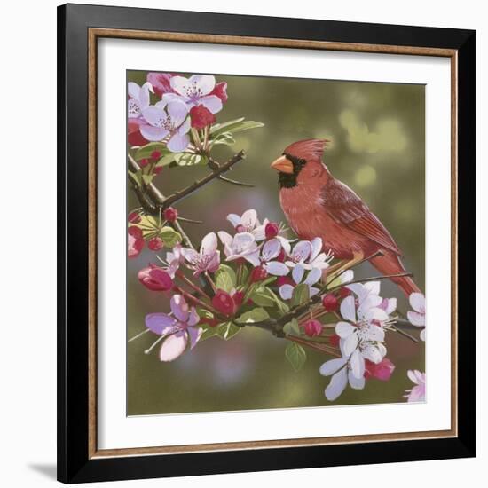 Cardinal with Apple Blossoms-William Vanderdasson-Framed Giclee Print