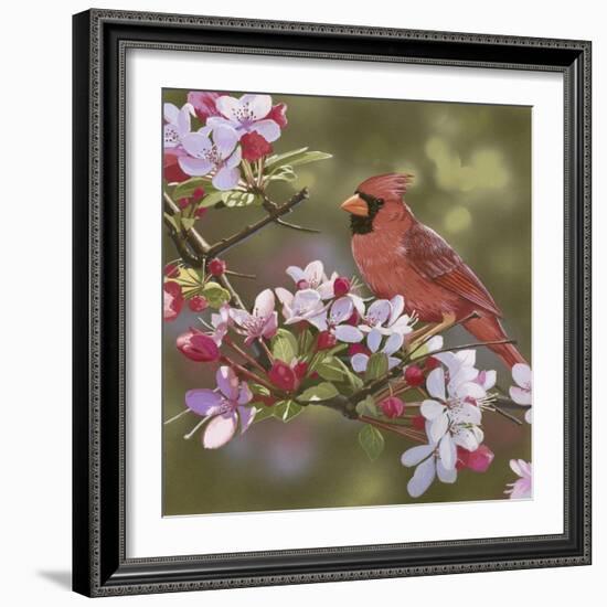 Cardinal with Apple Blossoms-William Vanderdasson-Framed Giclee Print