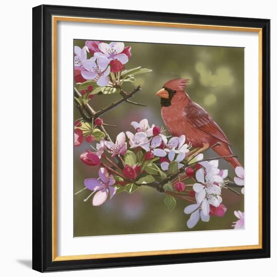 Cardinal with Apple Blossoms-William Vanderdasson-Framed Giclee Print