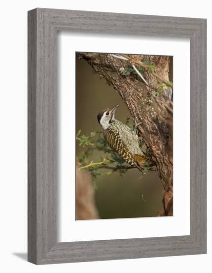 Cardinal Woodpecker (Dendropicos Fuscescens), Female, Kruger National Park, South Africa, Africa-James Hager-Framed Photographic Print