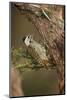 Cardinal Woodpecker (Dendropicos Fuscescens), Female, Kruger National Park, South Africa, Africa-James Hager-Mounted Photographic Print