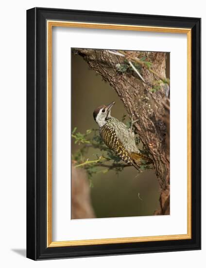 Cardinal Woodpecker (Dendropicos Fuscescens), Female, Kruger National Park, South Africa, Africa-James Hager-Framed Photographic Print