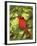 Cardinal-Don Paulson-Framed Giclee Print