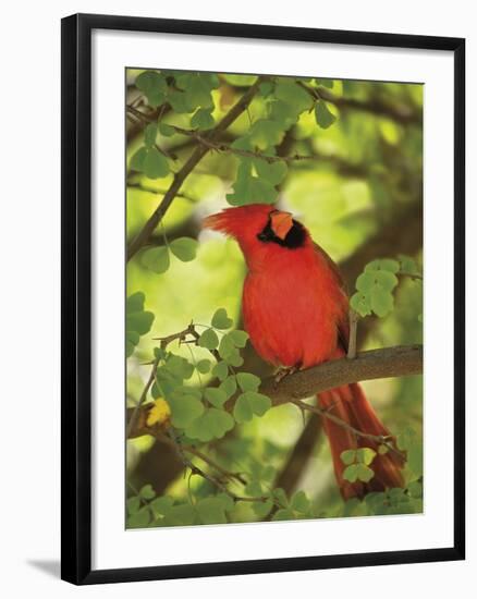 Cardinal-Don Paulson-Framed Giclee Print