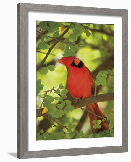 Cardinal-Don Paulson-Framed Giclee Print