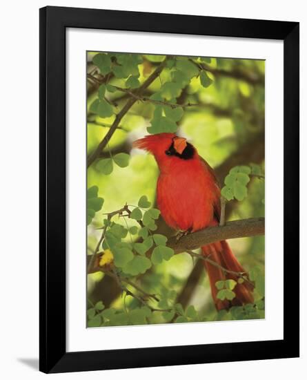 Cardinal-Don Paulson-Framed Giclee Print