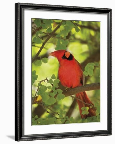 Cardinal-Don Paulson-Framed Giclee Print