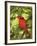 Cardinal-Don Paulson-Framed Giclee Print