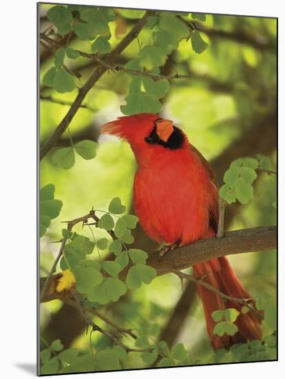 Cardinal-Don Paulson-Mounted Giclee Print