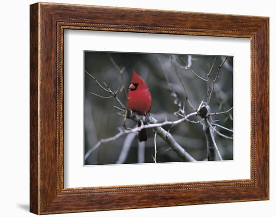 Cardinal-Art Wolfe-Framed Art Print