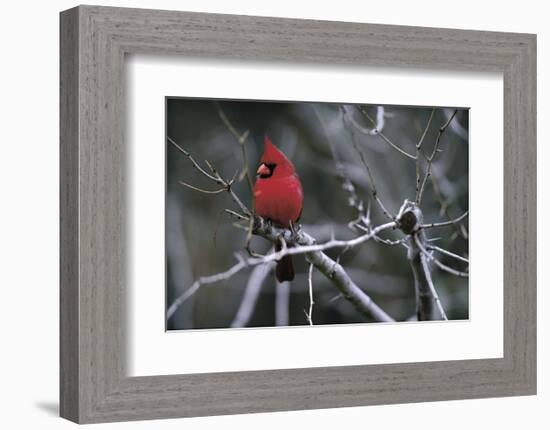 Cardinal-Art Wolfe-Framed Art Print